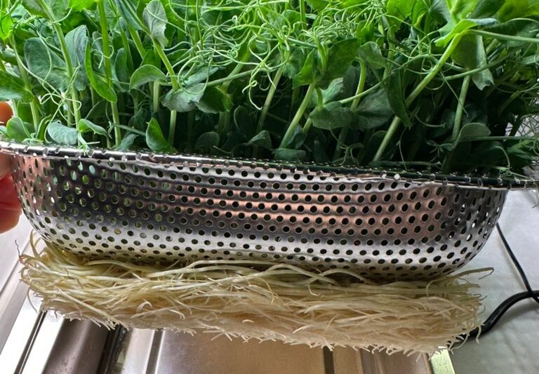 What Supplies Are Needed to Grow Microgreens at Home?