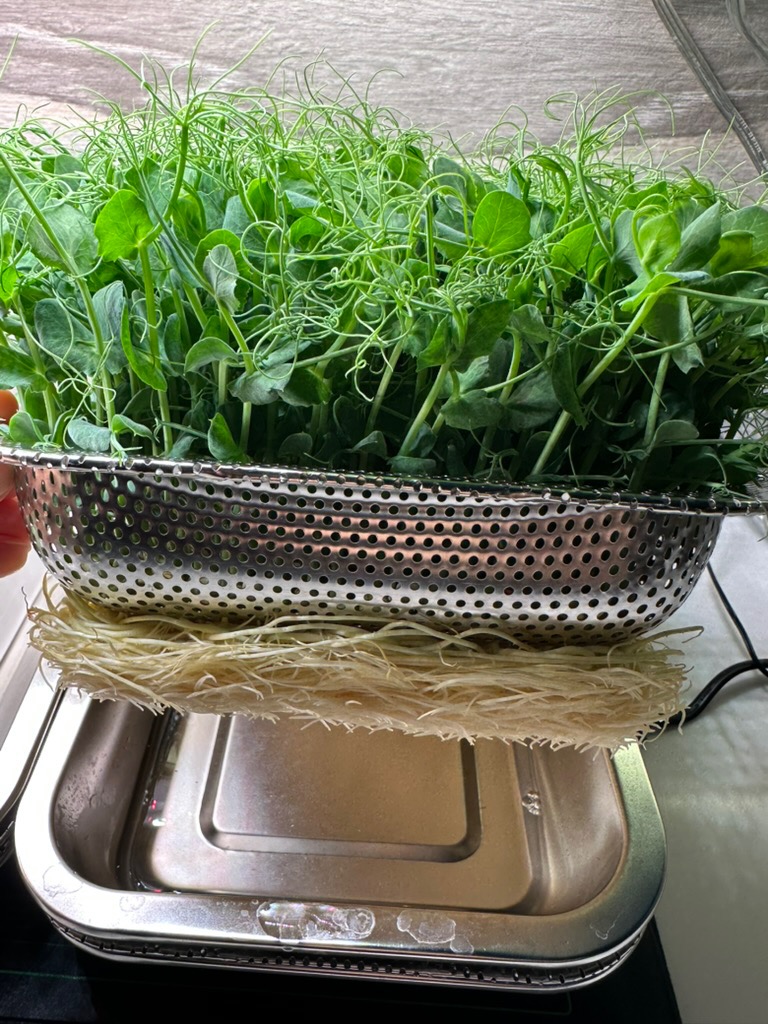 Microgreen roots