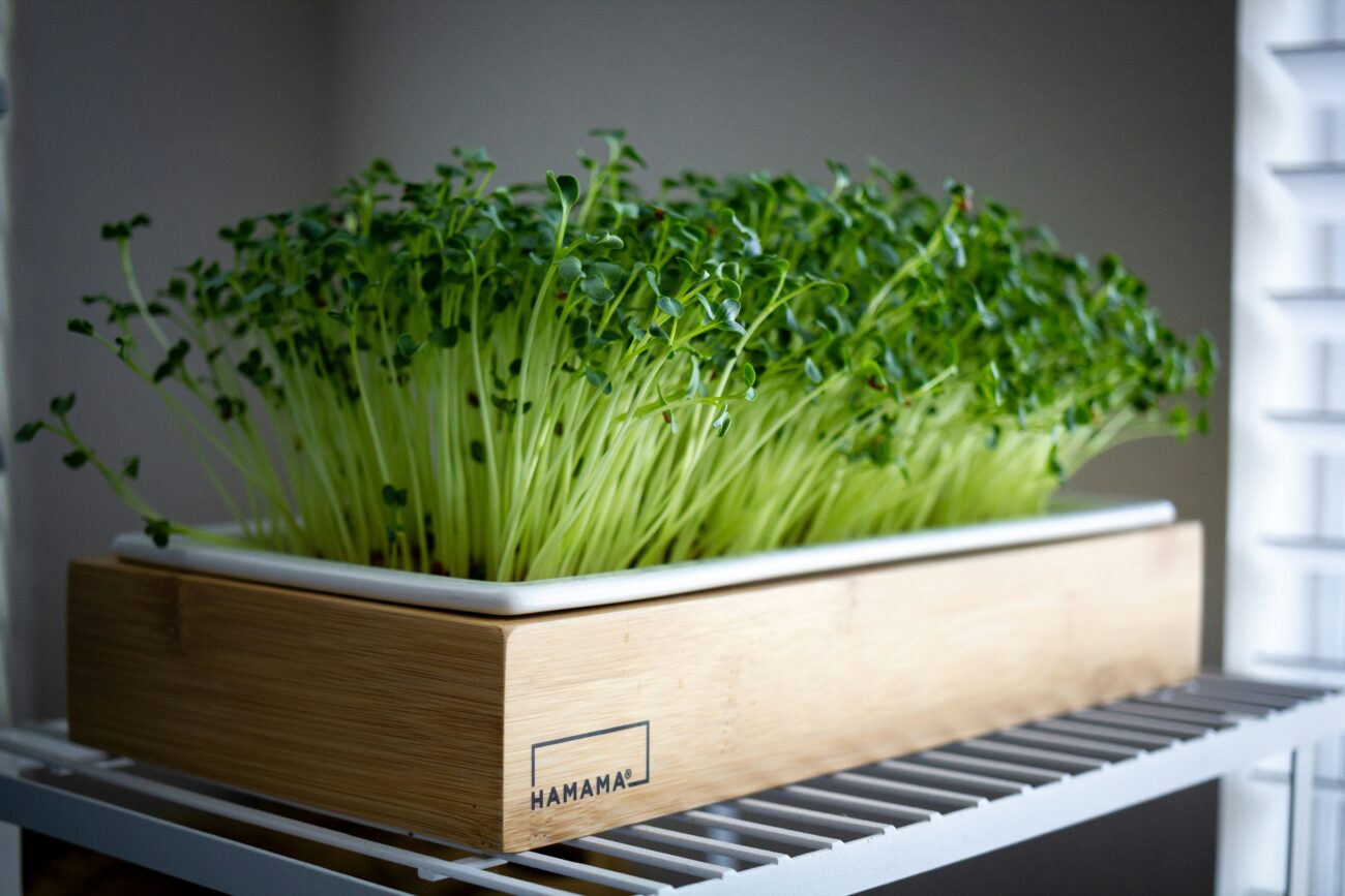 Microgreens Kit