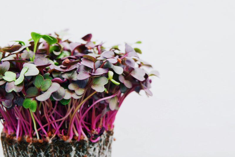 Which Microgreens Seeds to Buy for Beginners’ First Trays
