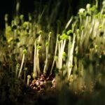 A detailed macro shot of fresh microgreens growing in natural sunlight.