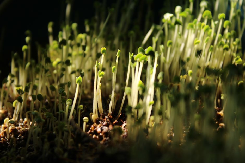 A detailed macro shot of fresh microgreens growing in natural sunlight.