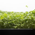 Broccoli microgreens.