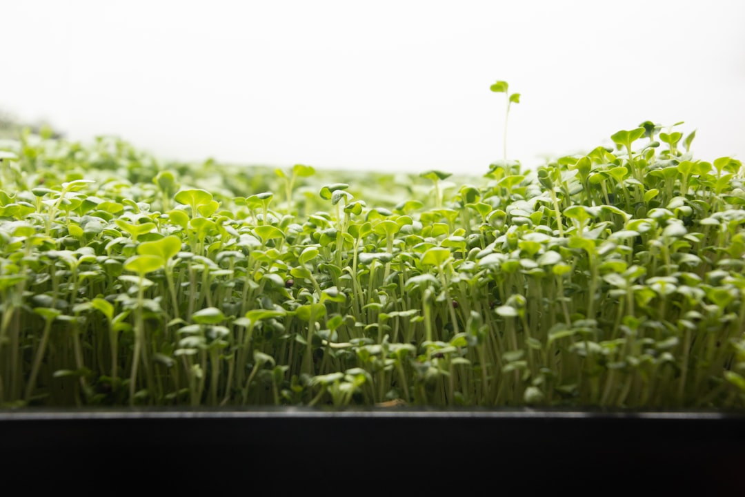 Broccoli microgreens.