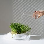 Close-up of a hand watering microgreens indoors, showcasing home gardening under natural light.