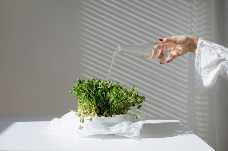 Close-up of a hand watering microgreens indoors, showcasing home gardening under natural light.