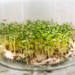 Close-up of fresh cress sprouts growing in a glass bowl, symbolizing growth and freshness.