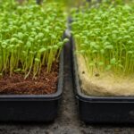 Coco Coir Mats Vs. Hemp Mats for Growing Microgreens