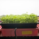Farmer harvesting microgreens grown using a hydroponic system.