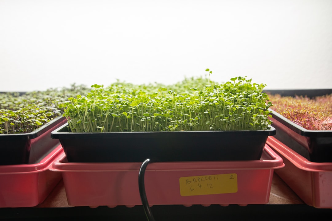 Farmer harvesting microgreens grown using a hydroponic system.