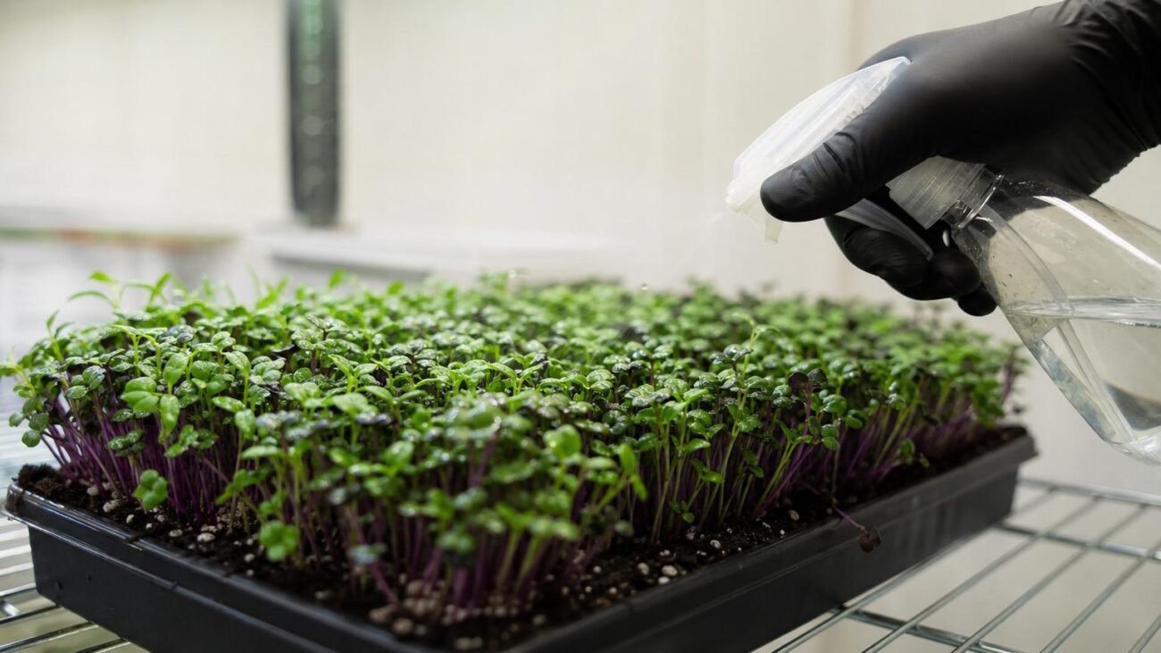 Food-Safe Mold Spray for Microgreens That May Still Be Harvested