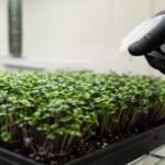 Food-Safe Mold Spray for Microgreens That May Still Be Harvested