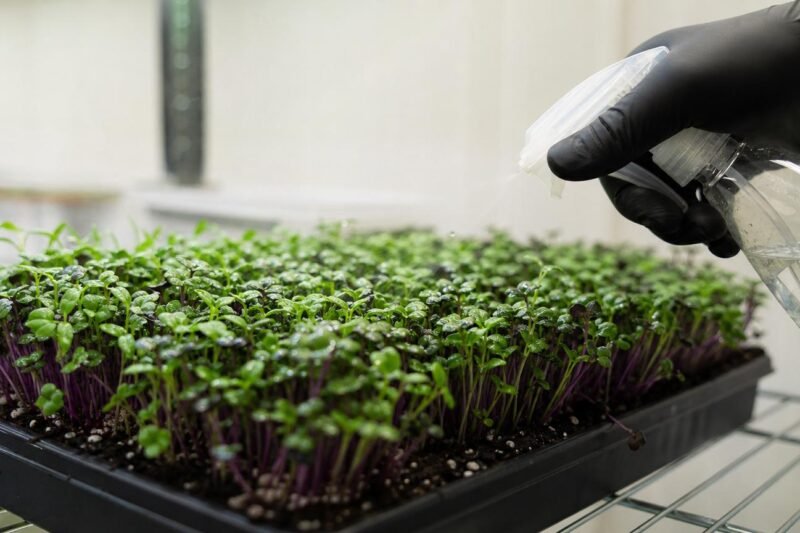 Food-Safe Mold Spray for Microgreens That May Still Be Harvested