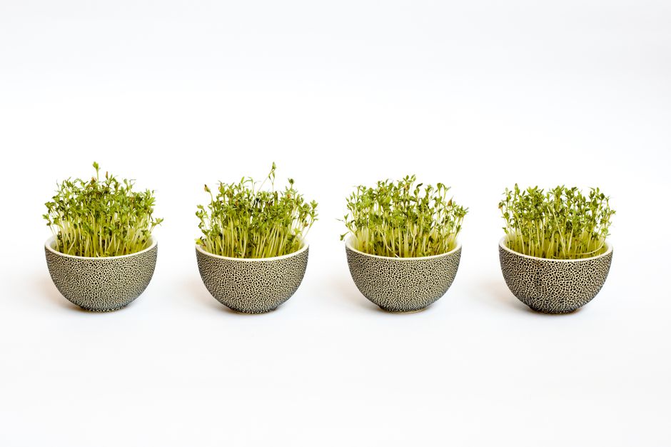 Four bowls of fresh microgreens on a white background, showcasing healthy eating.