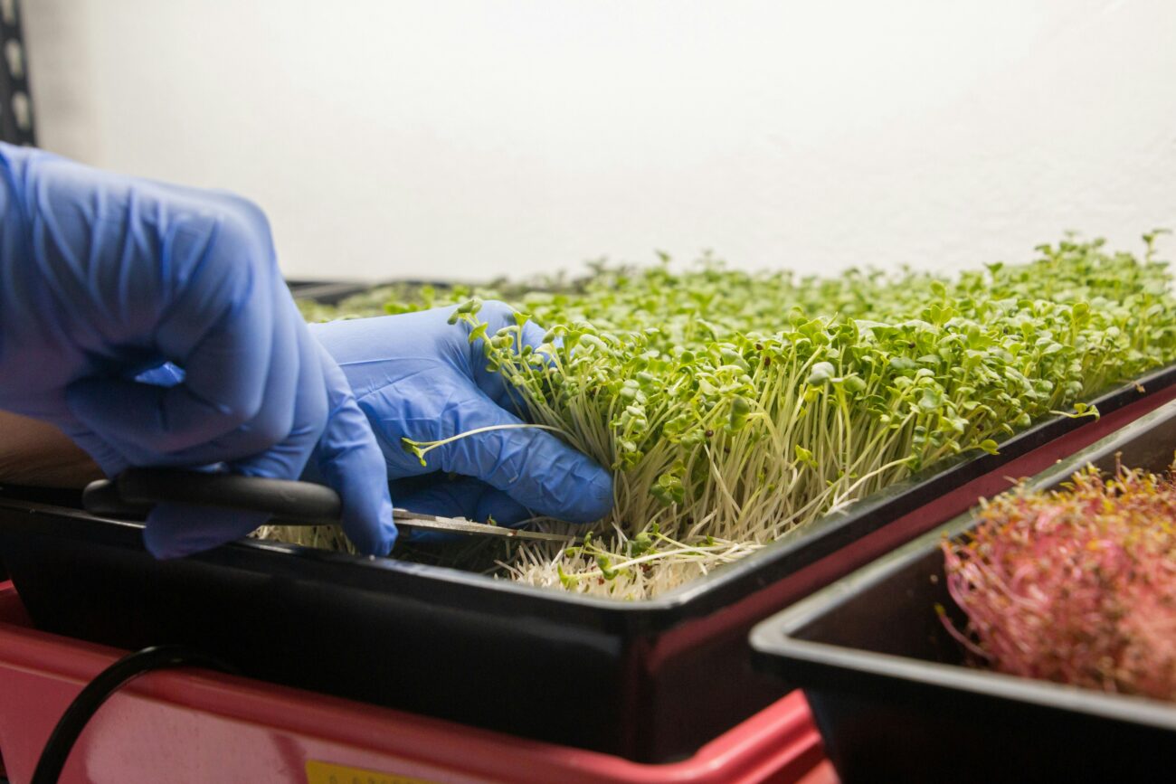 Microgreens