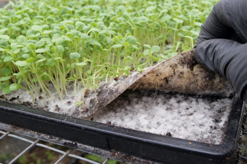 Why Mold on Microgreens Keeps Coming Back After Every Tray