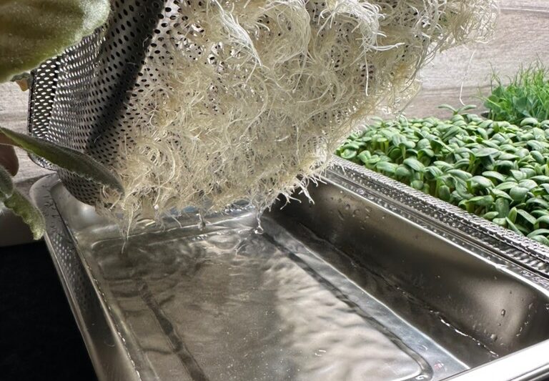 microgreens roots