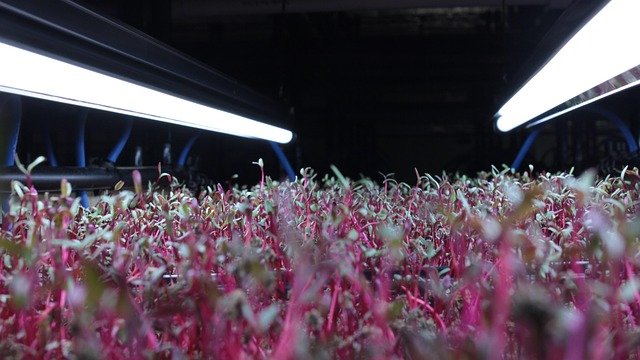 microgreens, farming, spices, microgreens, microgreens, microgreens, microgreens, microgreens
