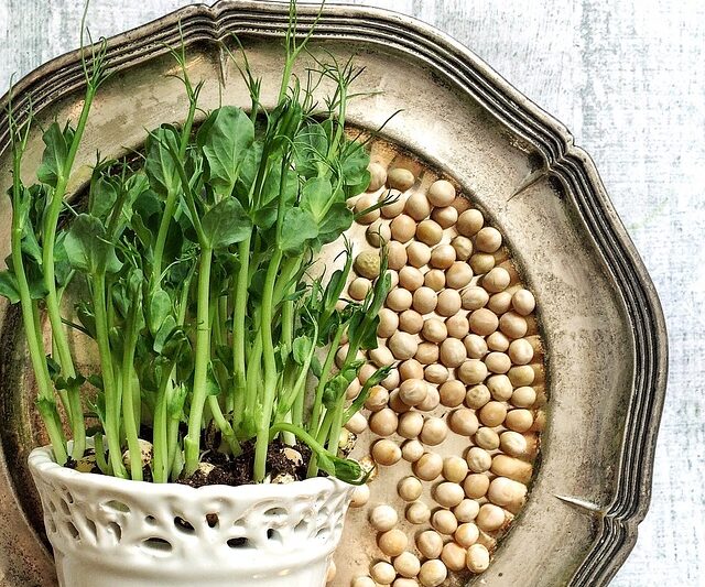 pea shoots, peas, yellow peas, grow, pea, silver tray, microgreen, shots, sprouts, shoots, decoration, interior design, home, homestyling, old style, pea shoots, pea shoots, pea shoots, pea shoots, pea shoots, peas, yellow peas, pea, microgreen, microgreen, microgreen