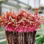 Red amaranth microgreens