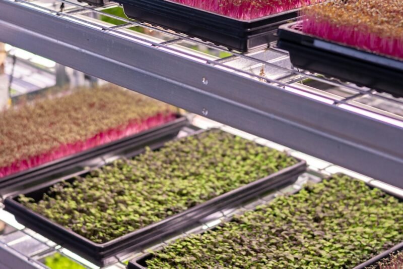 What Size Microgreen Trays Fit Your Space?