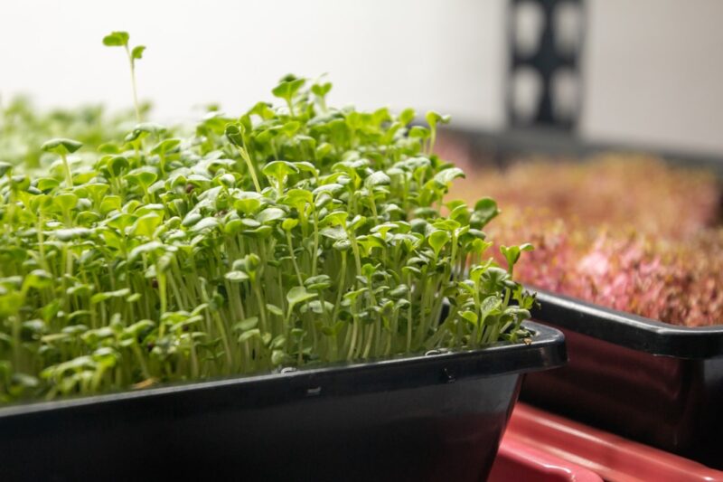 How to Bottom Water Microgreens Trays Without Flooding Them