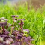a field of purple flowers and green grass