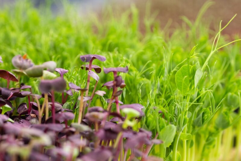 Tiny Flies in Microgreens: Safe Ways to Stop Them