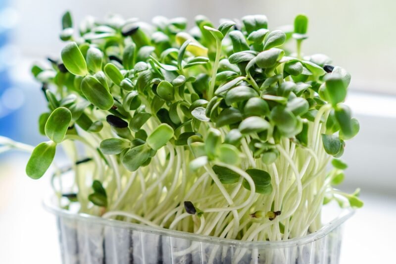 Algae Growing in My Microgreens Tray: What It Means