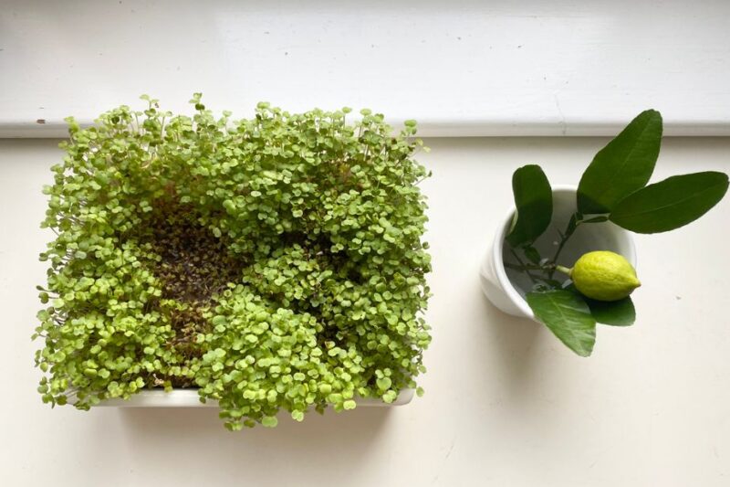 Microgreens Kit for Classroom Projects Without Too Much Mess