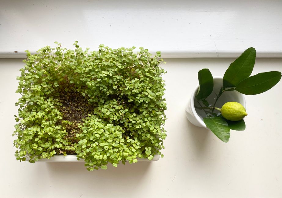 A lush tray of microgreens alongside a fresh citrus fruit on a bright windowsill.