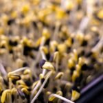 a tray filled with lots of yellow and white flowers