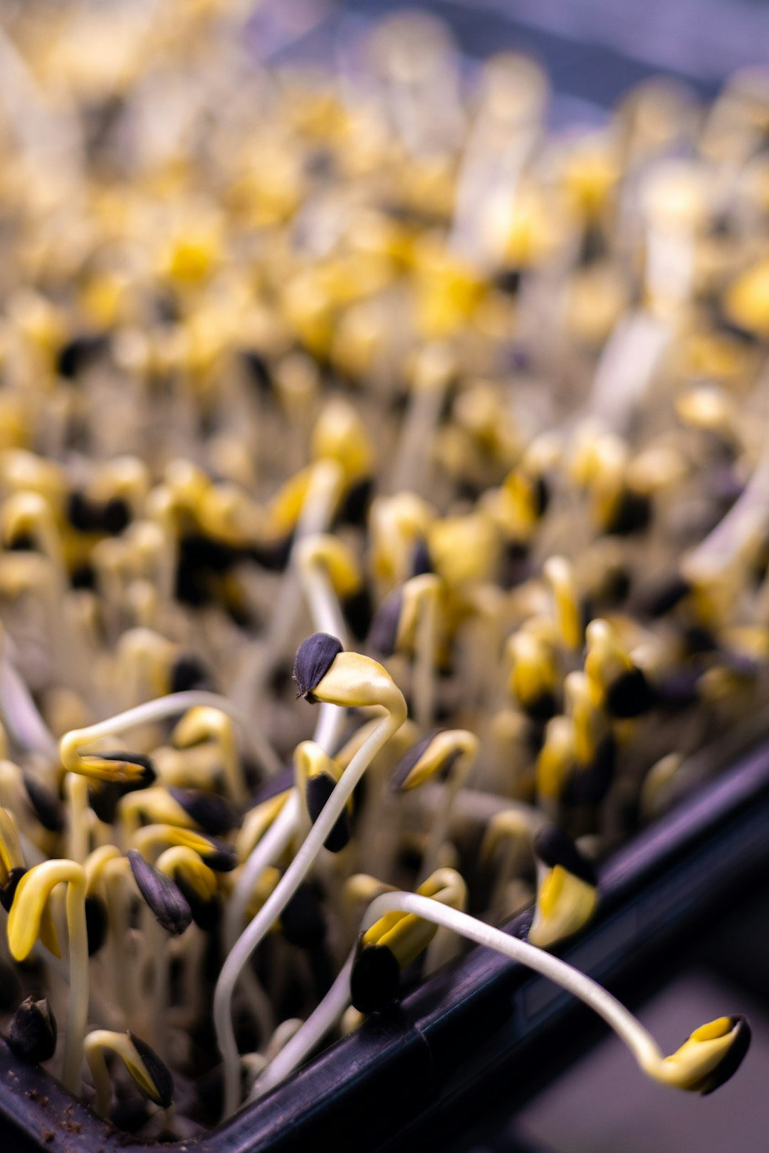 a tray filled with lots of yellow and white flowers