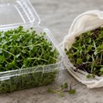 Bags or Containers for Microgreens: Which Keep Them Fresher?