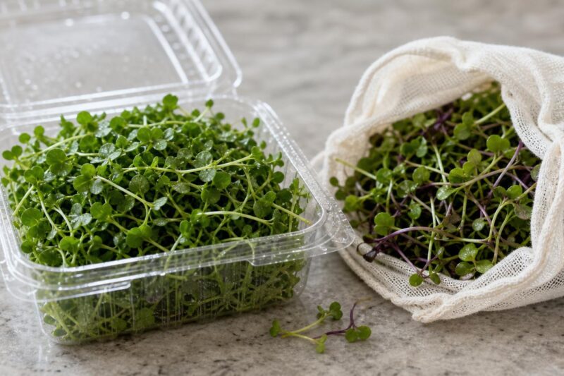 Bags or Containers for Microgreens: Which Keep Them Fresher?