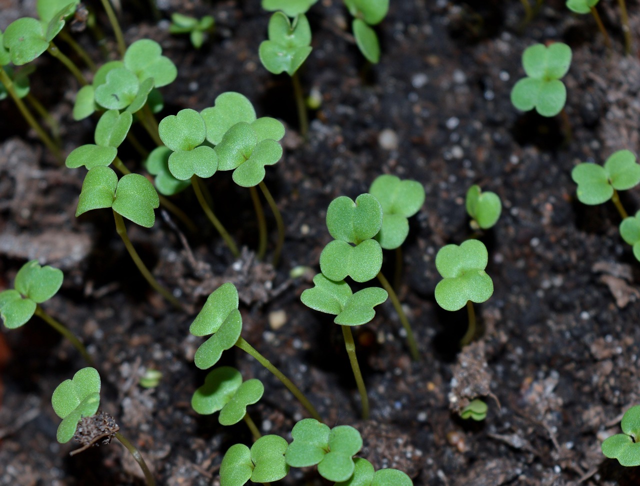 Best Containers for Microgreens When They Wilt Too Fast