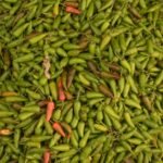 Best Peppers for Fermented Hot Sauce by Heat and Flavor