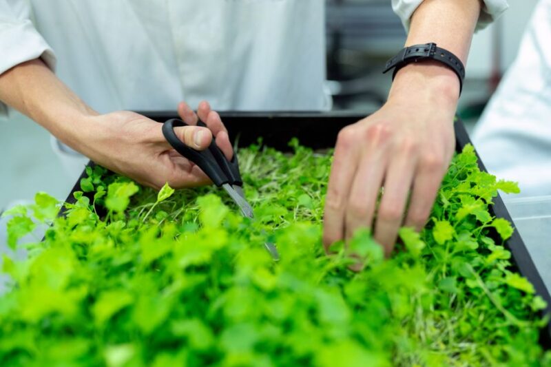 Heavy-Duty Microgreens Trays That Survive Repeat Harvests
