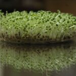 My Favorite Containers for Storing Microgreens Without Crushing the Harvest