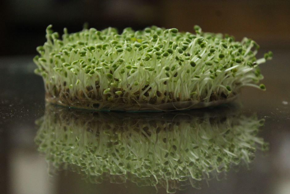 My Favorite Containers for Storing Microgreens Without Crushing the Harvest