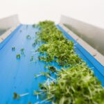 Cut microgreens move along a conveyor belt to the packaging area on a city farm