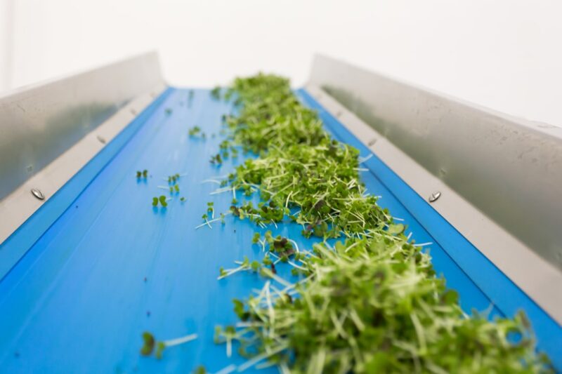 Best Fan for Preventing Microgreens Mold Without Drying Trays