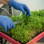 Farmer collecting freshly grown microgreens.