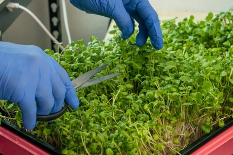 Do Microgreens Need a Heat Mat in a Cold Room?