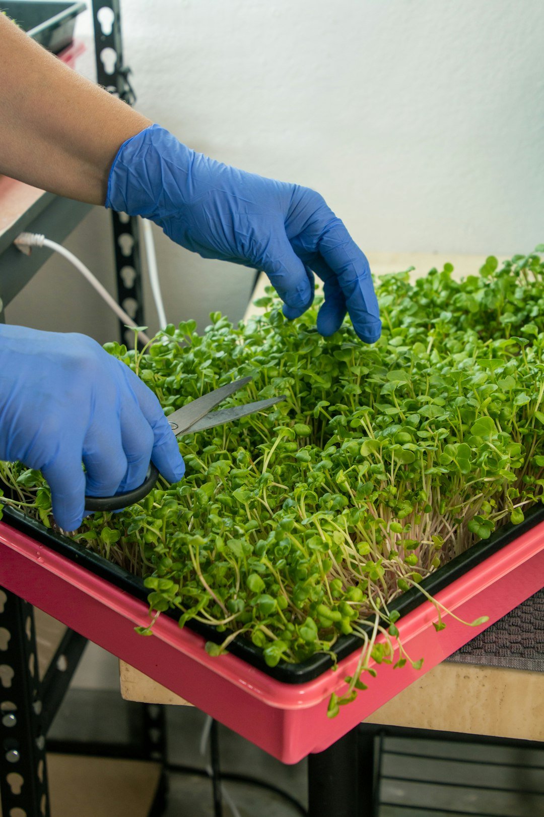 Farmer collecting freshly grown microgreens.