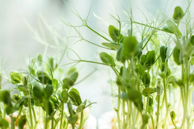 Fastest Microgreens to Grow When You Want a Quick Harvest