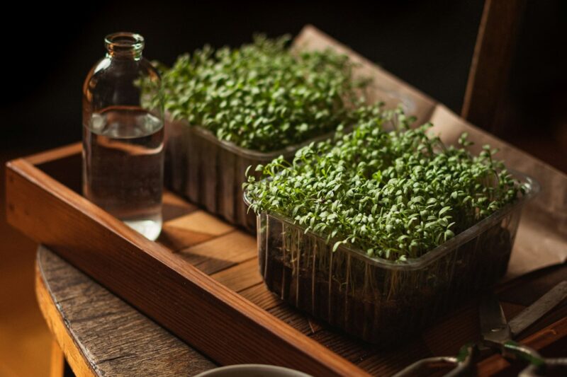 Do Microgreens Need Blackout Domes or Just Darkness?