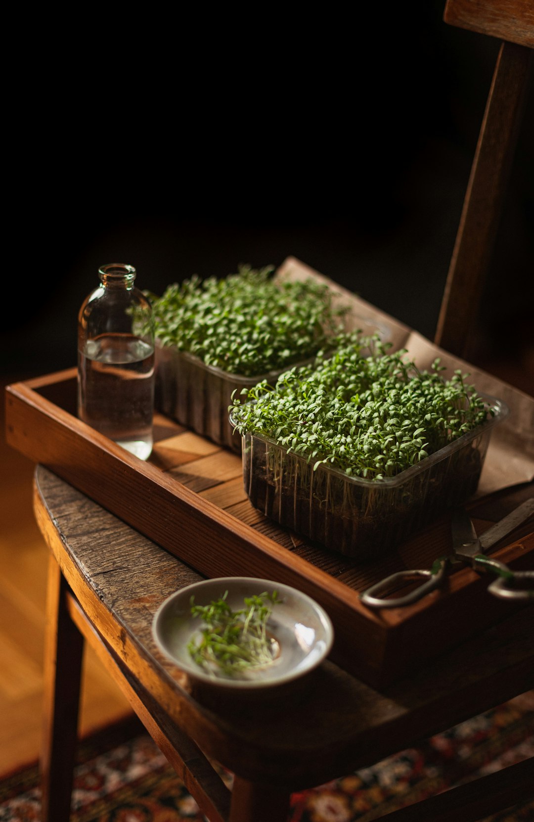 Garden cress sprouts