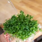 Hand holding a good-looking batch of microgreens.