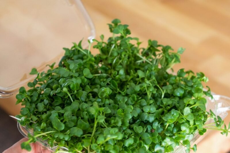 Microgreens Falling over: Water, Light, Airflow, or Disease?